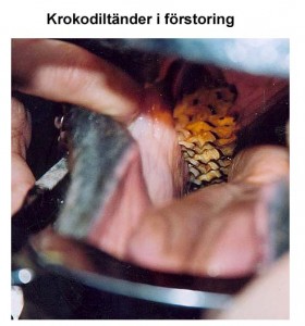 krokodil1